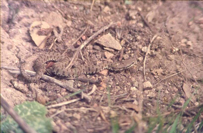 Vipera aspis